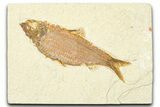 Detailed Fossil Fish (Knightia) - Wyoming #379531-1